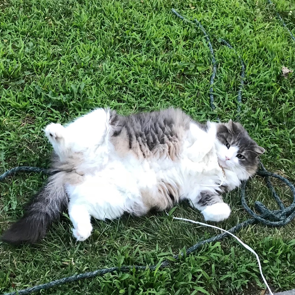 Meet your Posher, Dulce